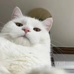 Avatar de Iván Domínguez